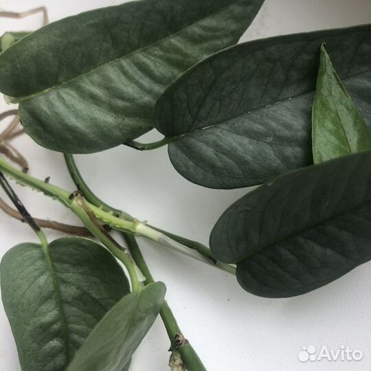 Эпипренум Себу блю