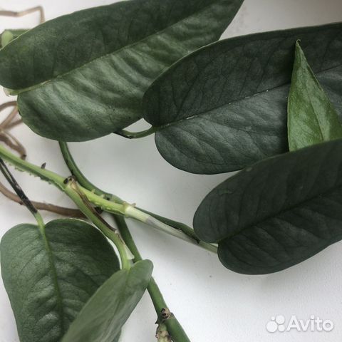 Эпипренум Себу блю