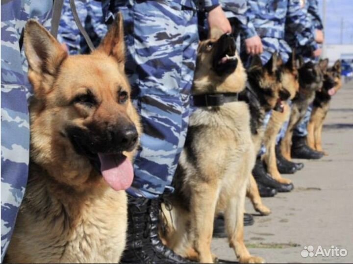 Корм для служебных собак, 20кг