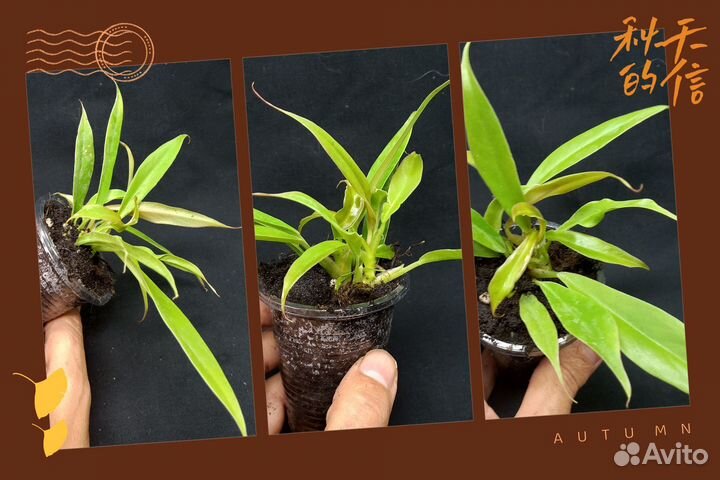 Филодендрон