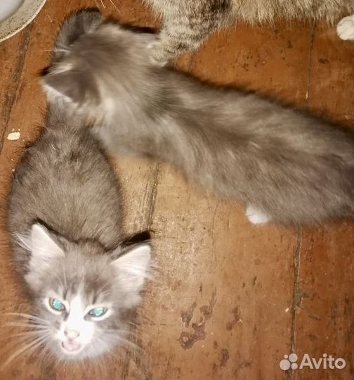 Котята в добрые руки