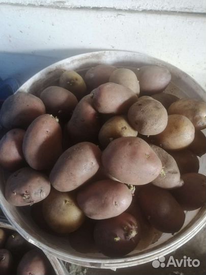 Семенной картофель