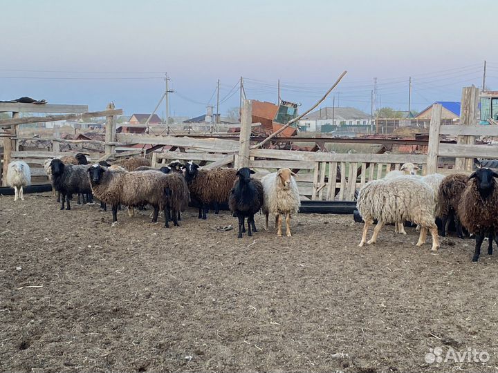 Овцвематки живым весом