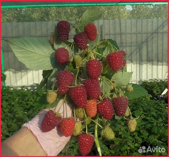 Саженцы малины Карамелька