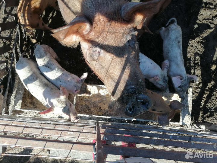 Сельхоз. животные