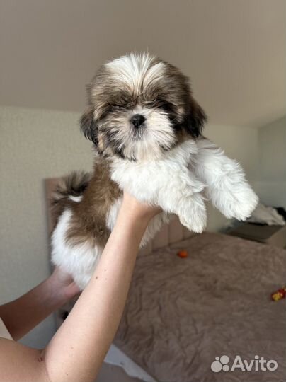 Куколки ши-тцу