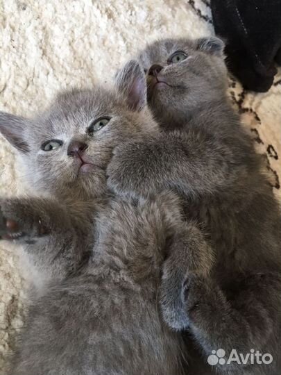 Британские котята