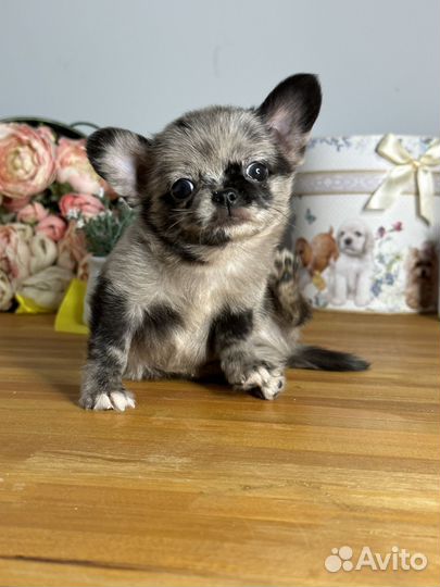 Чихуахуа мальчик мерле