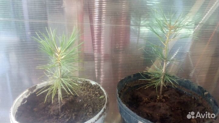 Саженцы Корейского кедра