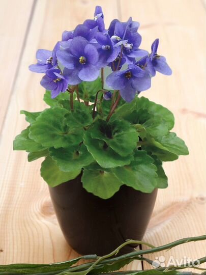 Горшок для цветов маленький. Набор кашпо маленьких