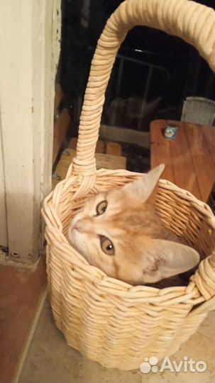 Котенок