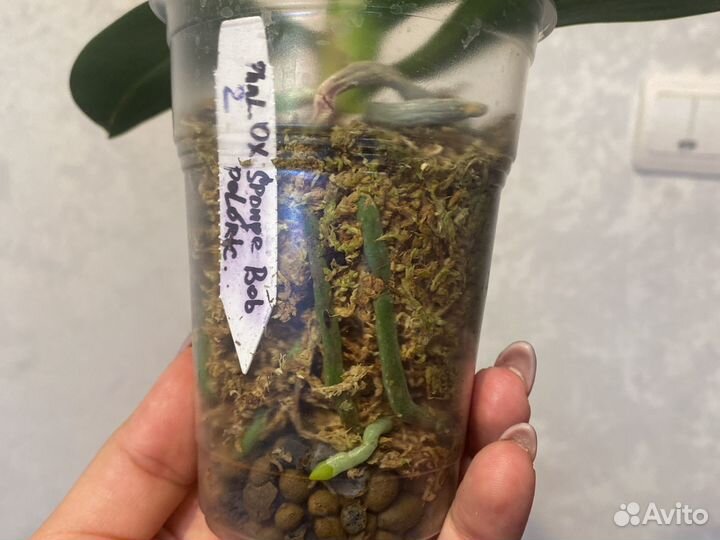 Орхидеи бабочки пелоры