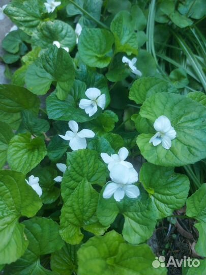 Сангвинария, печеночница