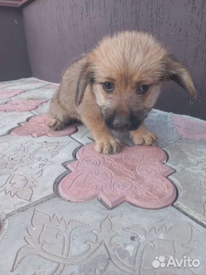 Щенки умные