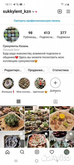 Суккуленты эхеверия детки