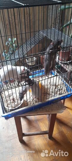 Отдаю собаку в добрые руки