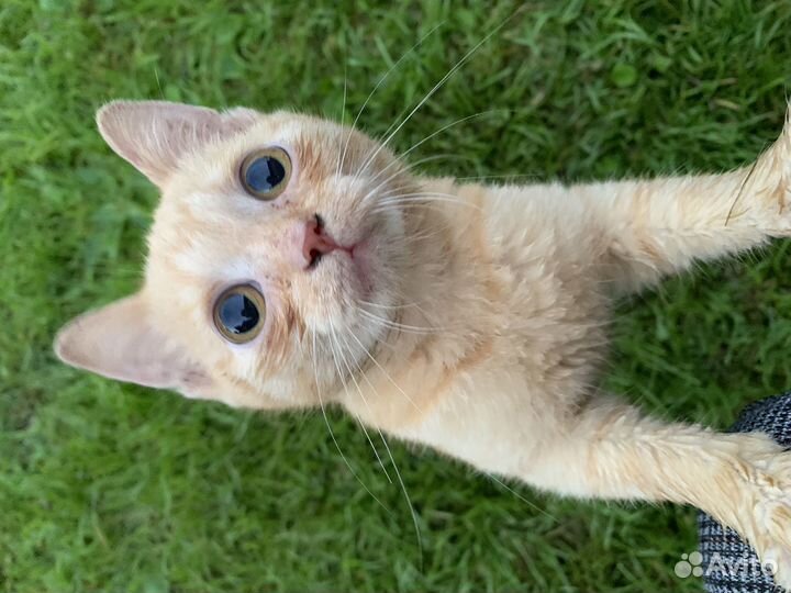 Котенок в добрые руки