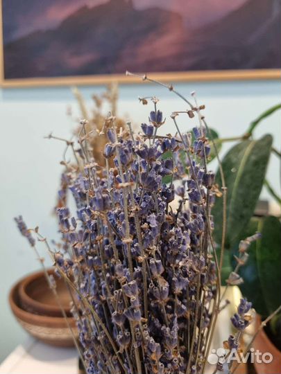 Лаванда сухоцвет