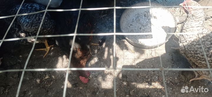 Молодые петушки