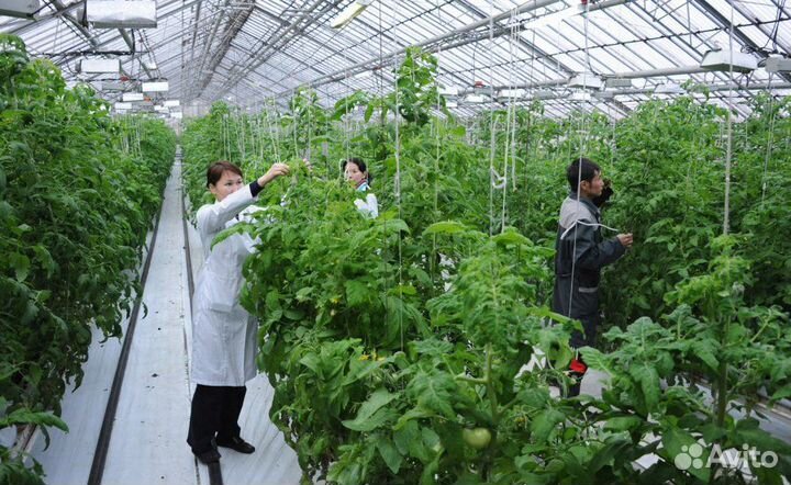 Овощевод Вахта, Белгород, Москва