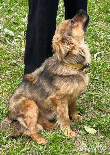 Диванный пушистик