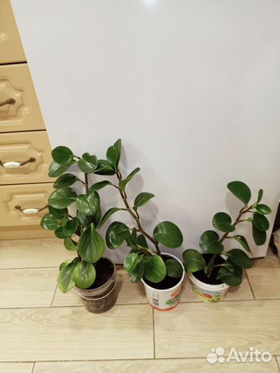 Пеперомия туполистная