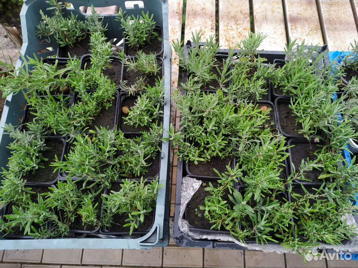 Саженцы лаванды