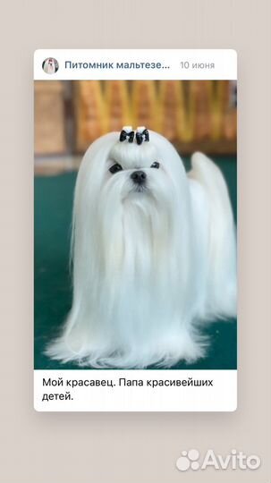 Мальтезе мальтийская болонка