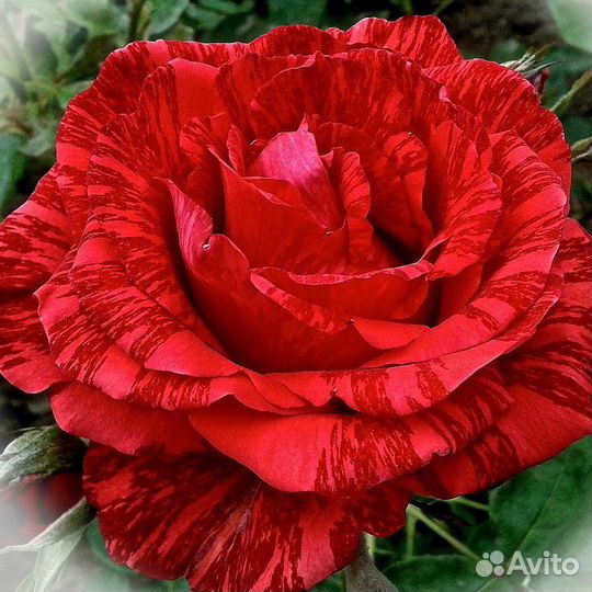 Саженцы голландских роз