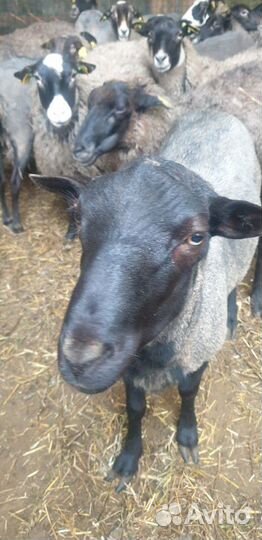 Овцы, бараны, ягнята романовской породы