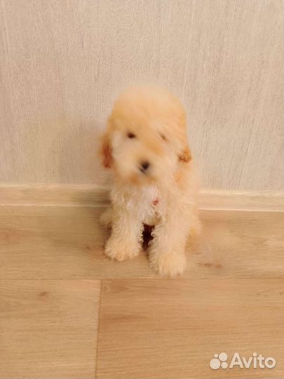 Той-пудель девочка