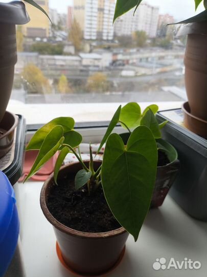 Антуриум красный