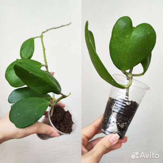 Комнатные растения ч. 1