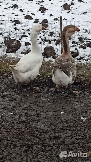 Холмогорские гуси