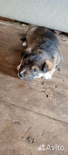 Собаки щенки лайки