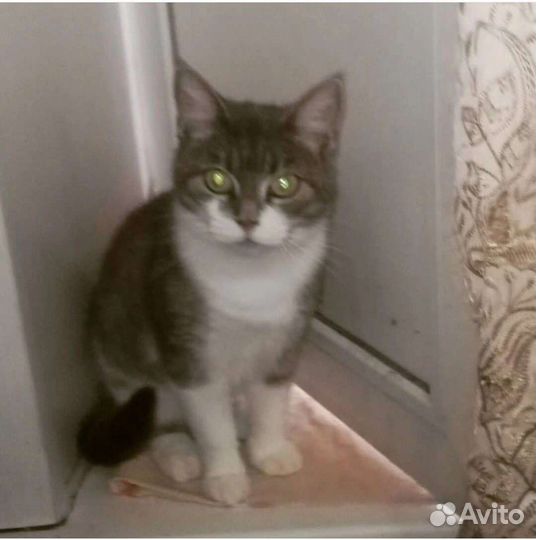 Кошечка Миссури