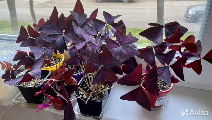 Кислица Оксалис