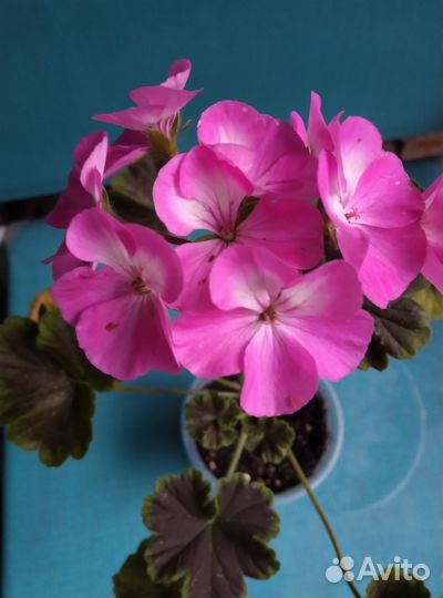 Пеларгония герань