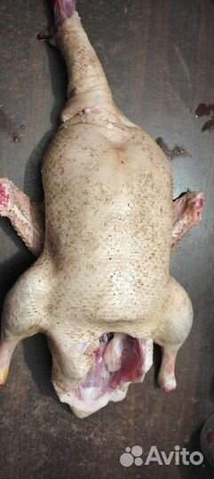 Утка домашняя мясо