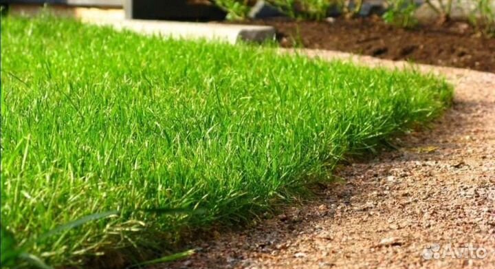 Посевной газон