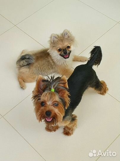 Домашняя передержка собак