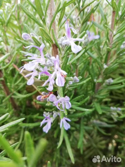 Распродаю Саженцы цветов и декоративных растений