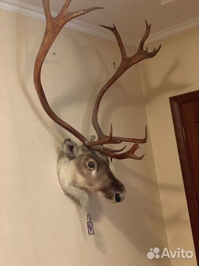 Чучело головы оленя с рогами