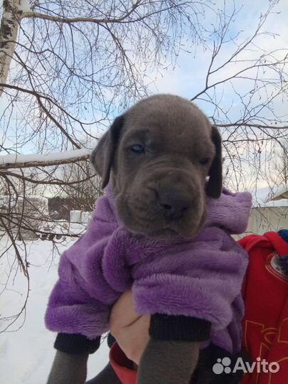 Щенок немецкого дога полностью голубого окраса