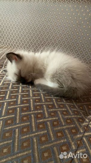 Котята рэгдолл девочки