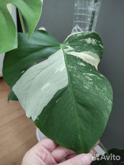 Монстера Альба