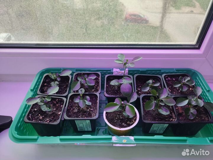 Жасмин Мурайя