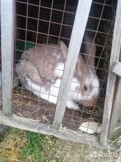 Взрослые и маленькие кролики