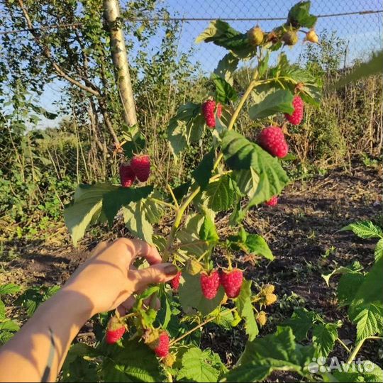 Ремонтантная малина, посадочный материал