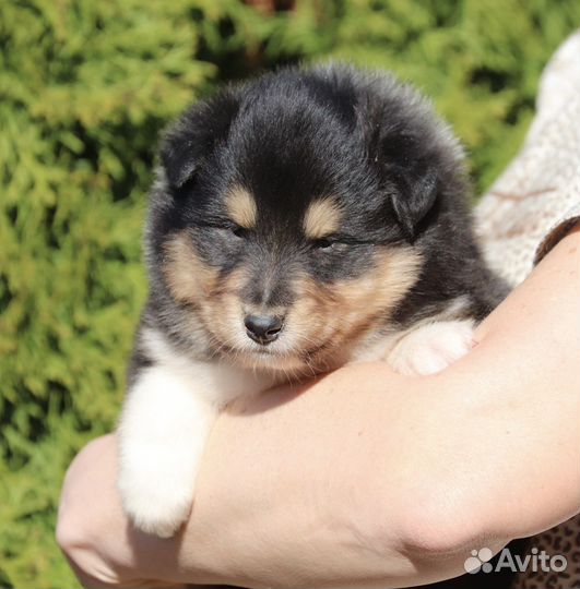 Щенки колли